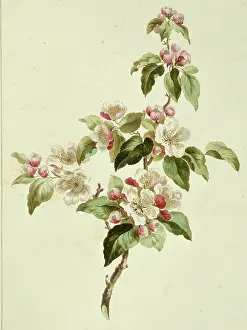 1768 1795: Folio 7 from A Collection of Flowers by John Edwards
