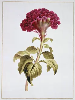 Magenta: Folio 70 from A Collection of Flowers by John Edwards
