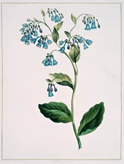 1768 1795: Folio 71 from A Collection of Flowers by John Edwards