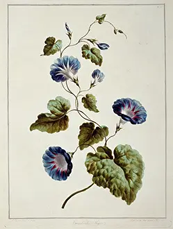 1768 1795: Folio 9 from A Collection of Flowers by John Edwards
