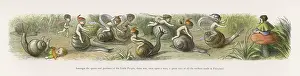 Snails: Folklore - Fairies - Doyle