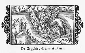 Gryphon: Folklore - Gryphon