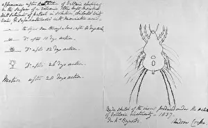 Electro: FOLKLORE/INSECTS