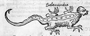 Salamanders: FOLKLORE/SALAMANDER