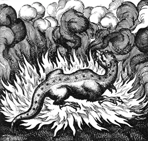 1680s: FOLKLORE/SALAMANDER
