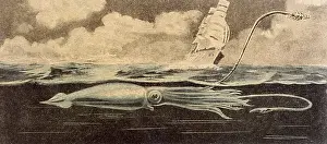 Cuttlefish: Folklore - Sea Serpent