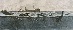 Dolphins: FOLKLORE/SEA SERPENT