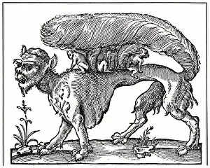 Bushy: FOLKLORE/SUCCARATH 15C