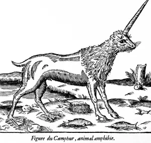 Unicorns: Folklore - Unicorns