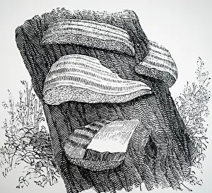 Grow: Fomes fomentarius, the source of German tinder or touchwood