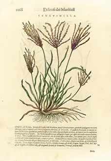 Mattioli: Fonio grass, Digitaria sanguinalis