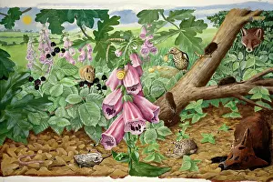 Fagaceae: Food chains