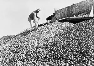 Decline: Food destruction during the Great Depression, 1938