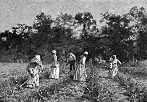 Hoeing: FOOD AND DRINK/SUGAR