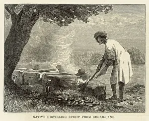 Sugarcane: FOOD AND DRINK/SUGARCANE