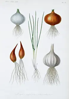 Regne: Food plant bulbs