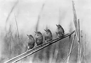 Fledglings: THE FOOD QUEUE
