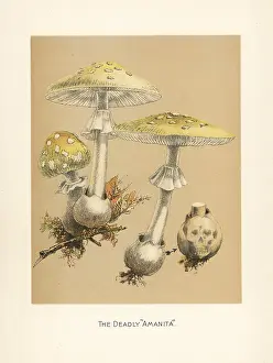 Mycology: Fool's mushroom, Amanita verna