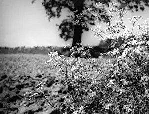 Hedgerow: FOOL'S PARSLEY