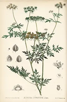 Hanhart: Fool's parsley, Aethusa cynapium