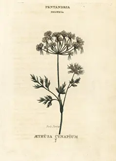Parsley: Fools parsley, Aethusa cynapium