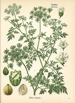 Parsley: Fool's parsley, Aethusa cynapium