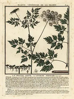 Colour Printing: Fool's parsley, Aethusa cynapium
