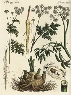 Maculatum: Fool's parsley, hemlock and northern water hemlock