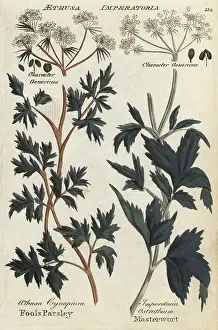 Parsley: Fool's parsley and masterwort