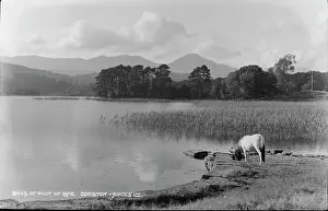 Pony: At the Foot of Lake Coniston