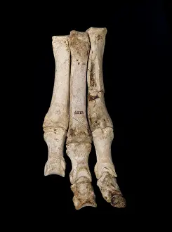 Meridiungulata: Foot of Macrauchenia patachonica