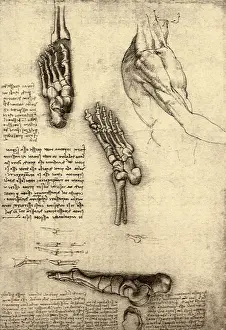 Toes: Foot and Toe Functions