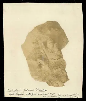 Bagot: Footprint of a Chierotherium
