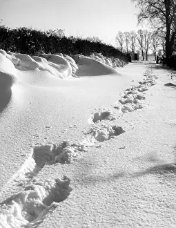 Yeti: FOOTPRINTS IN THE SNOW