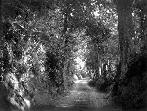 Tree Lined: Foots Cray Lane