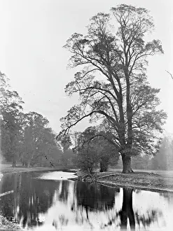 Foots Cray - Park with tree and water