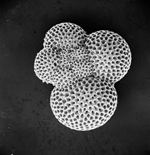 Foram: Foraminifer