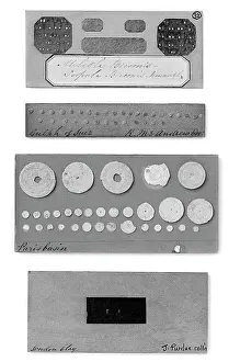 Celled: Foraminifera
