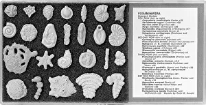 Celled: Foraminifera models