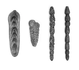Celled: Foraminifera models