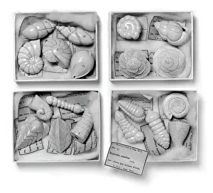 Celled: Foraminifera models
