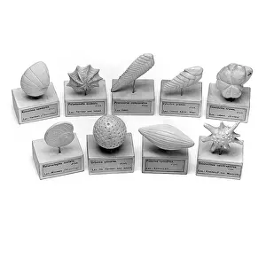 Celled: Foraminifera models
