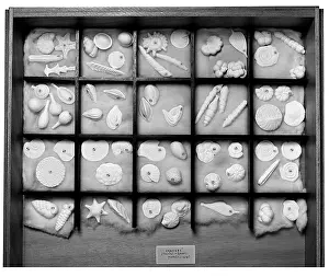 Celled: Foraminifera models