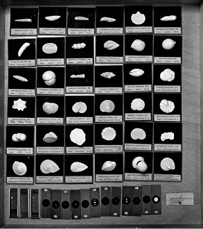 Elasmobranchii: Foraminifera models