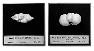 Celled: Foraminifera models