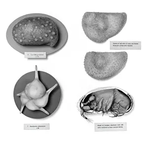 Celled: Foraminifera and ostracods models