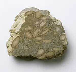 Pebble: Foraminiferal limestone