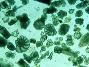 Calcium: Foraminiferan remains