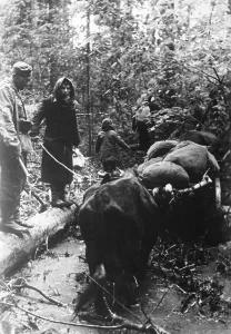 Territories: Forced displacement on the Eastern Front, 1942