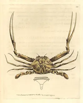 Elford: Forceps crab, Lupella forceps